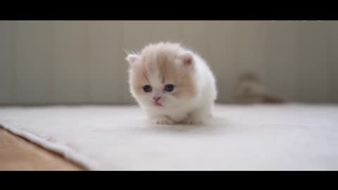 little cat learning to walk