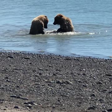 Water treatments for bears.