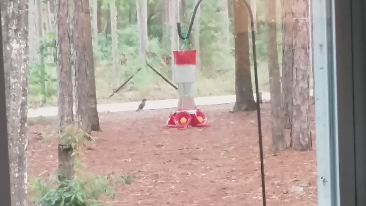 Thirsty Hummingbird