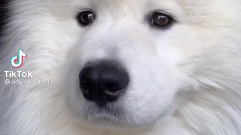 Adorable dog