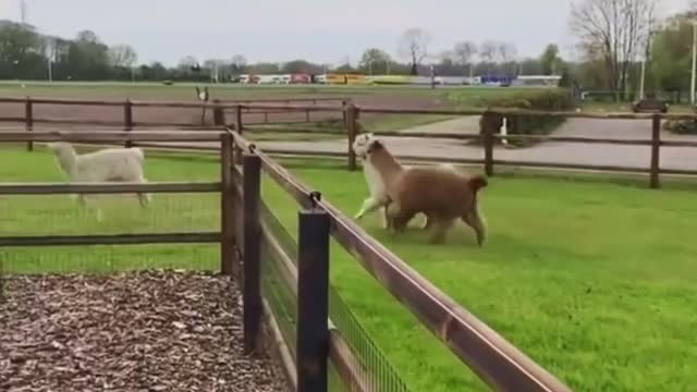 Alpacas kissing