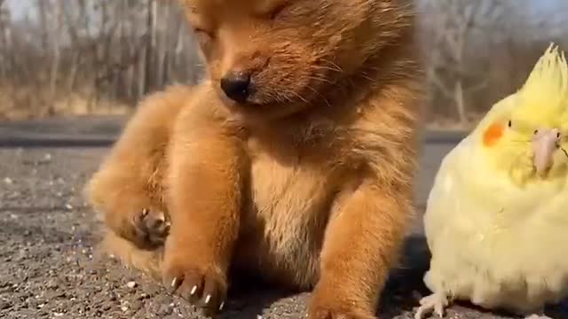 Cute puppy and chick