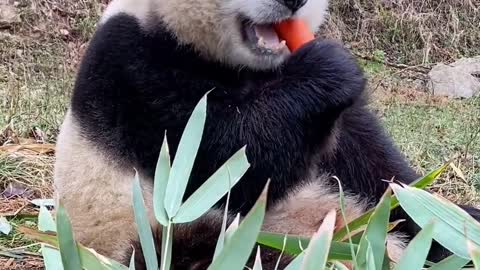 Which do pandas prefer, bamboo or carrot？