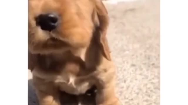 Cute animals funny videos