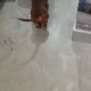 Shake It Like You Own It!