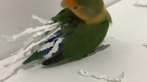 This bird is really amazing and talented