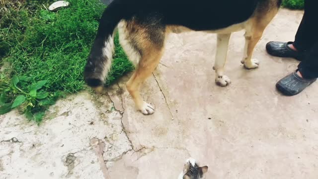 A playful cat trying to play with a dog