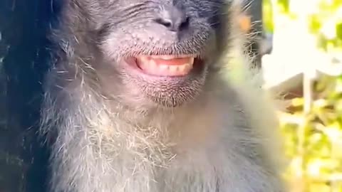 monkey funny video