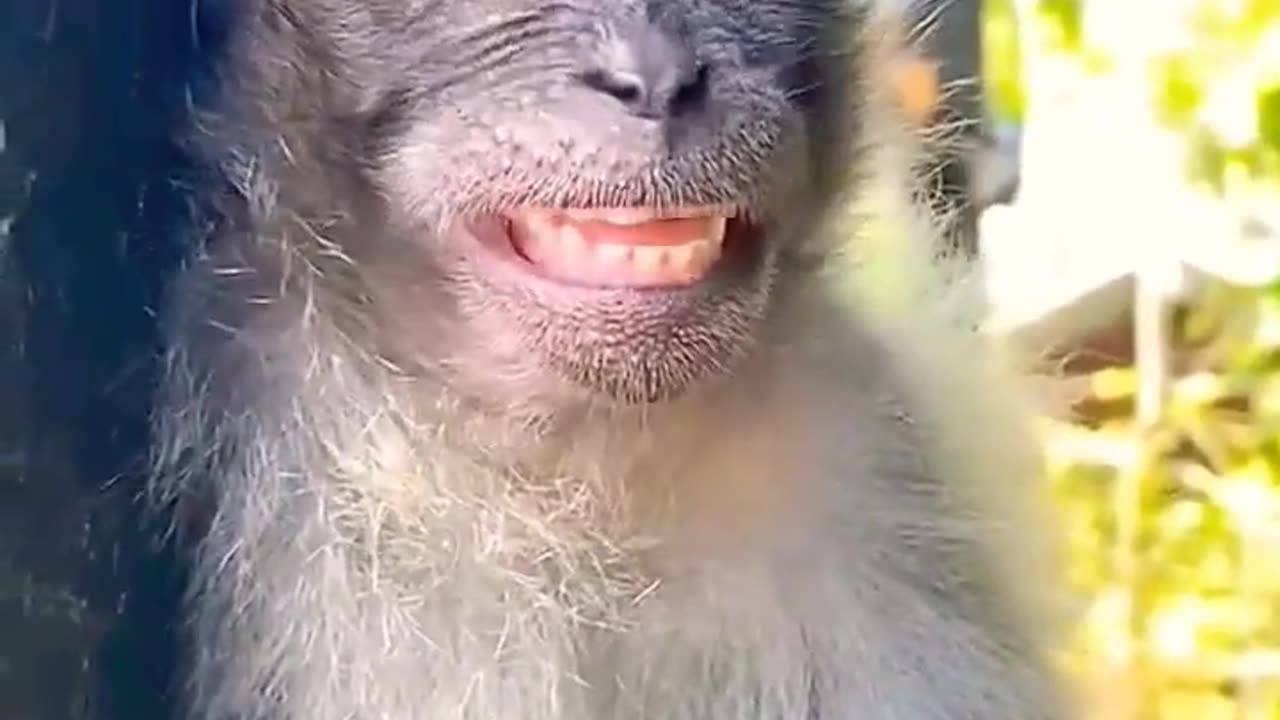 monkey funny video
