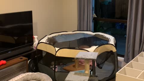 Kitten Has Zoomies on Netted Enclosure