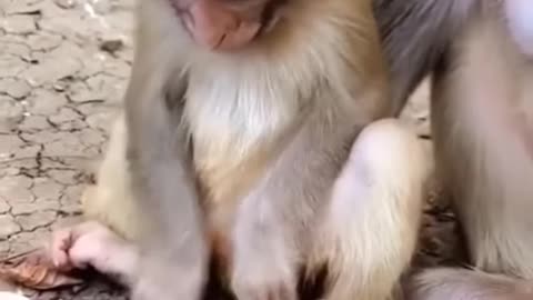 Try don't laugh some monkey funny videos