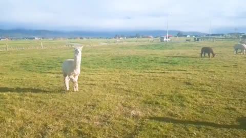 Peaceful New Zealand Alpaca