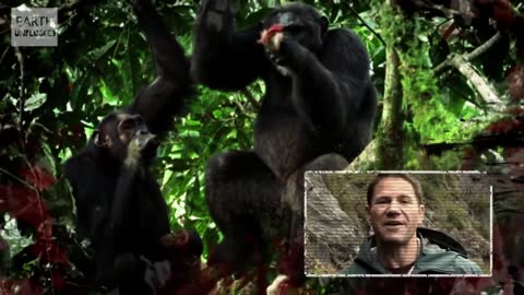 Chimp Vs Colobus Battle | Deadliest Showdowns | BBC Earth Unplugged