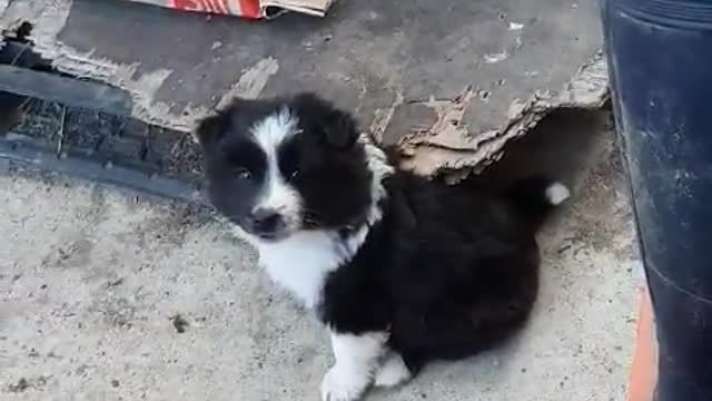 Cute puppy is eating sweets.