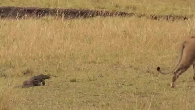 Pride of Lions Vs. a Nile Monitor