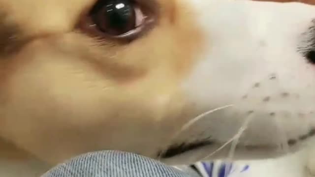 A dog is the only kind of love that money can buy