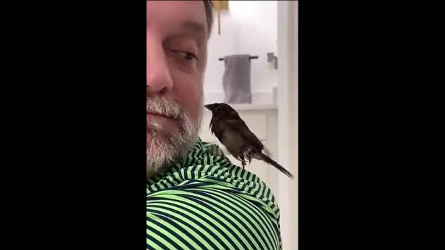 The sparrow is bathing