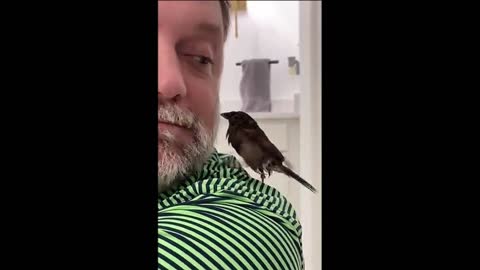 The sparrow is bathing