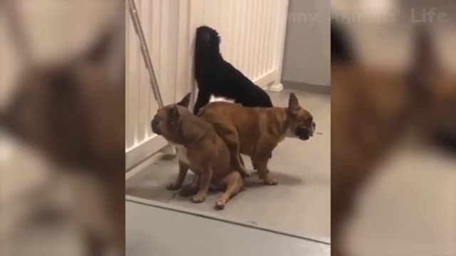 Vídeo de animais engraçados, tente segurar seu riso 😱