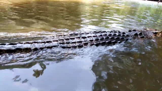 close-up crocodile feeding on the boat