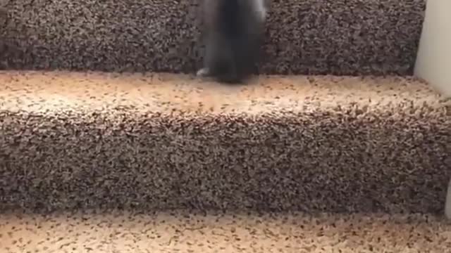 Cute Kittens and Funny Cats Make me Smile
