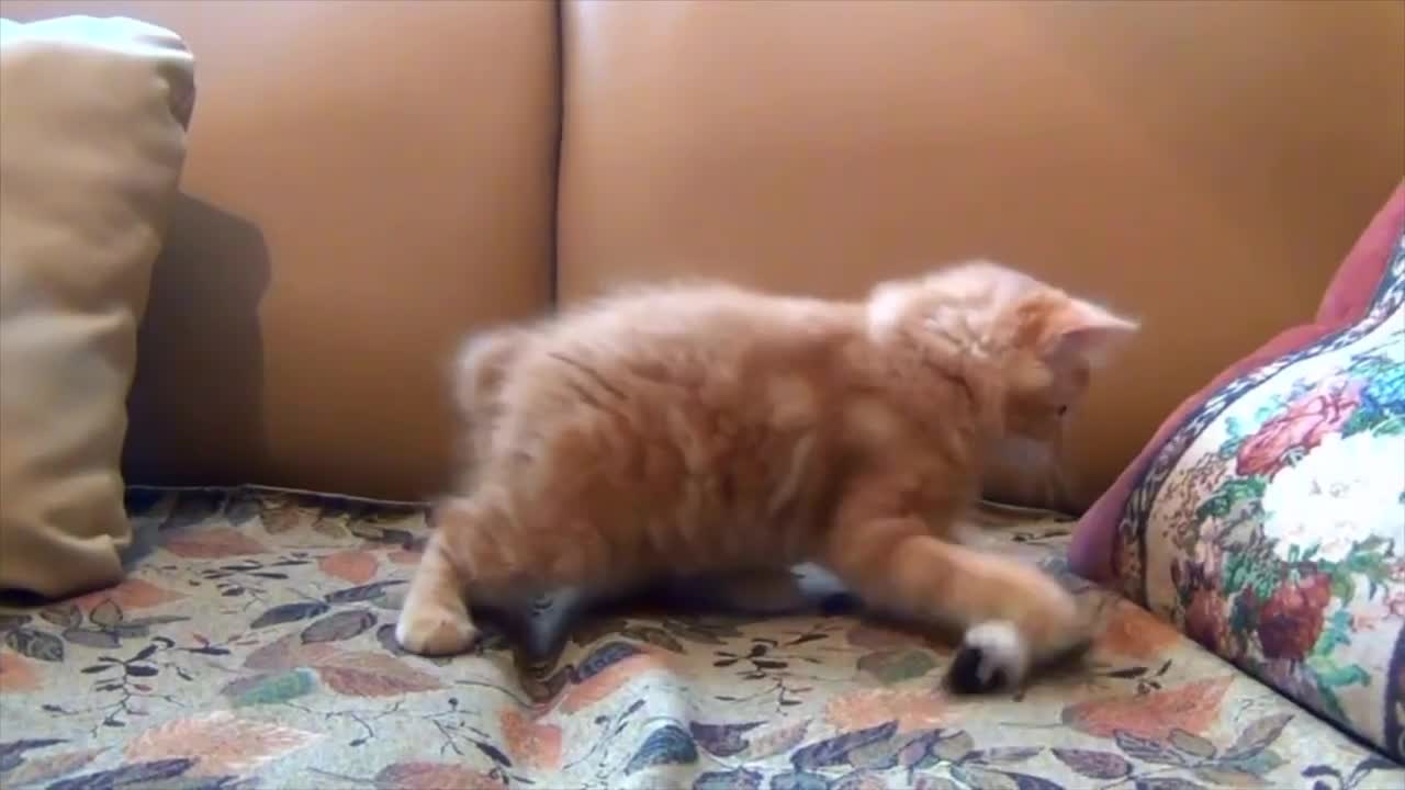 Look what they are doing when we are not home. Cats are so adorable and cute.