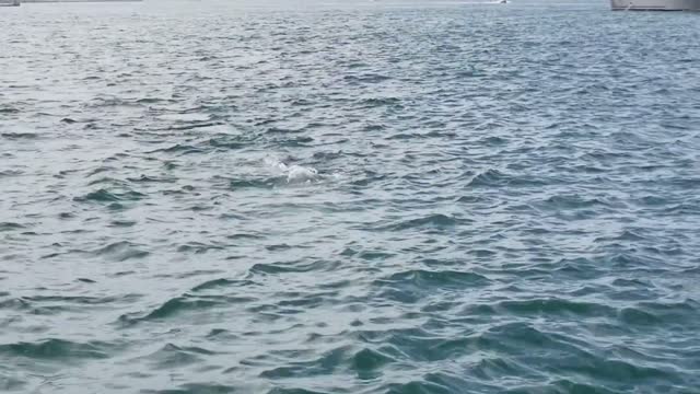 Baby Gray Whale in San Diego Bay with Pacifica Sailing Charters