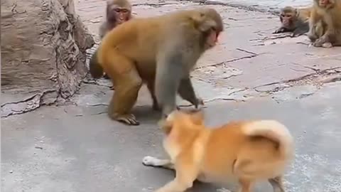 Funny video monkey and dog