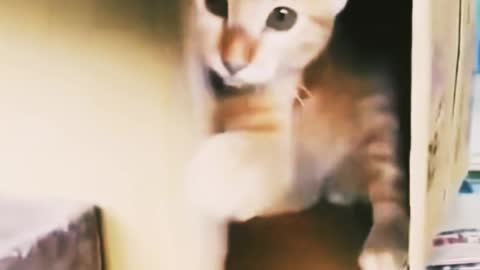 Cat funny moment