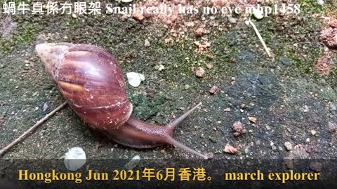 蝸牛真係冇眼架 Snail really has no eye, mhp1458, Jun 2021
