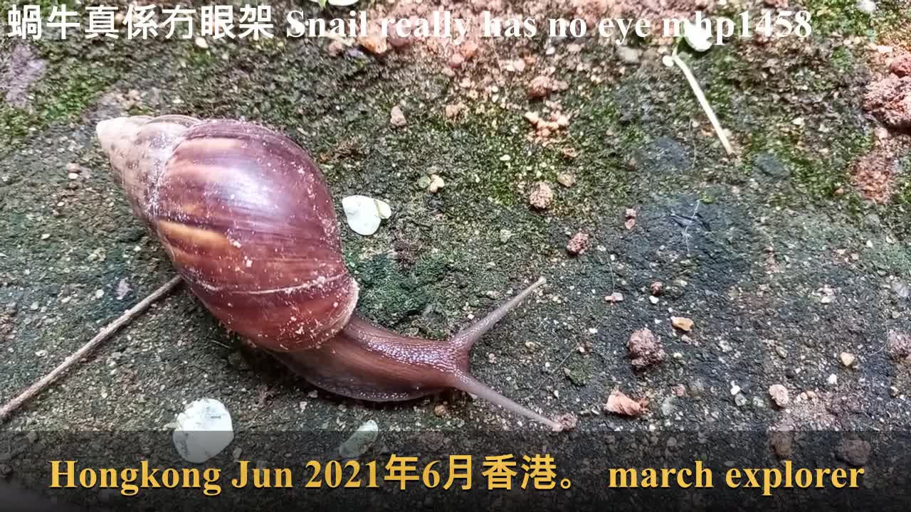 蝸牛真係冇眼架 Snail really has no eye, mhp1458, Jun 2021