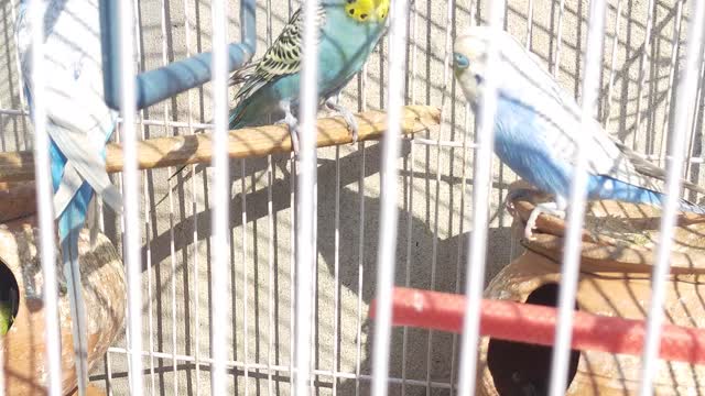 Parrot during playing