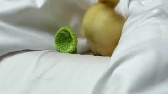 Little yellow duck who doesn't like wearing hats
