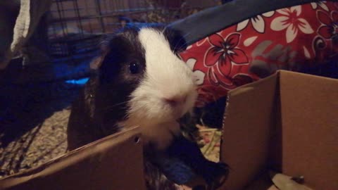 Guinea pig enjoys a dried leaf... almost