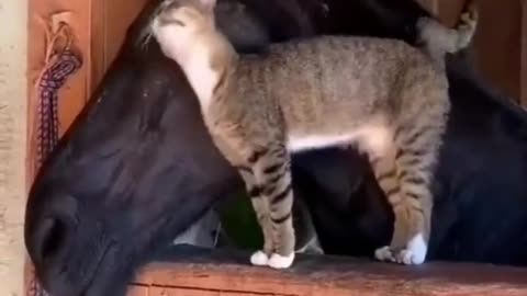 Friend in need ...😄😄😄