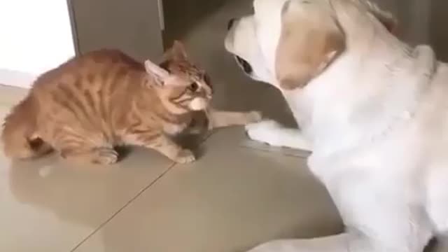 When Cat really want to be a friend of a handsome dog 🐶 funny