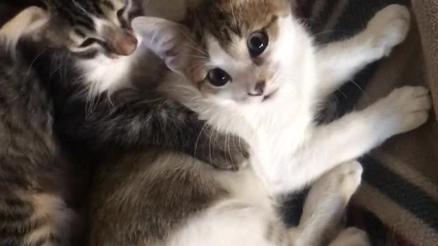 Little kittens' love and care