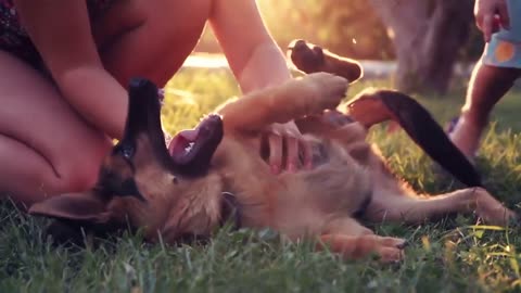 🐕 Most Trainable Dogs – TOP 10 Most Trainable Dog Breeds!