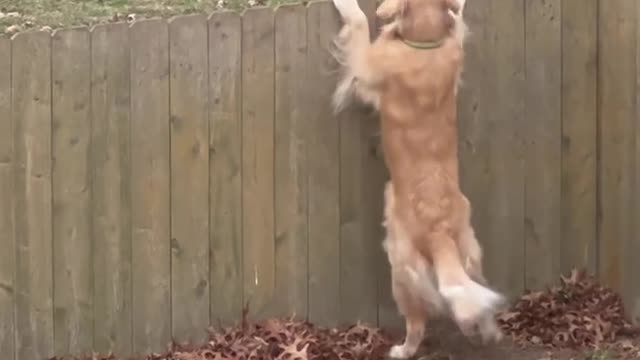 Dog meets his lover at gate