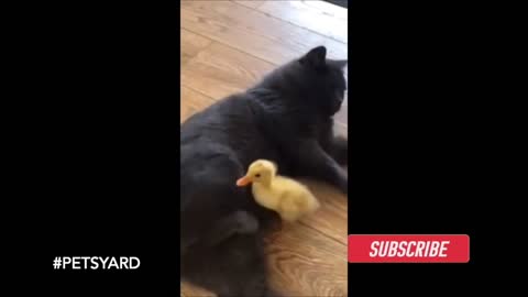 best funny pests video