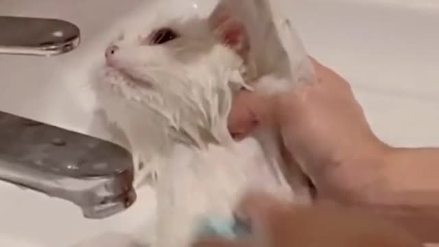 cat cat is cute
