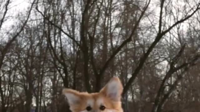 little dog running in snow