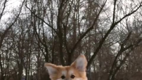 little dog running in snow