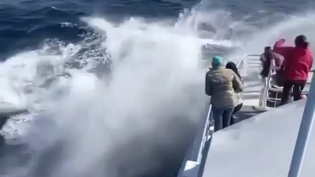 whale surprises tourists