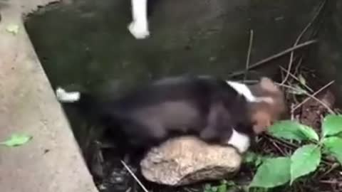 Cat helping dog