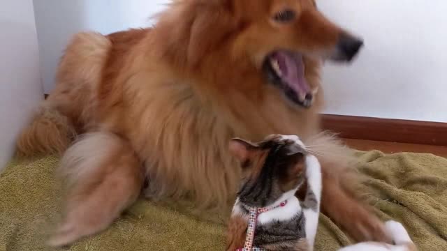 A Dog Loving A Cat | #funnypets Rumble