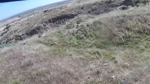 Cow Trailing