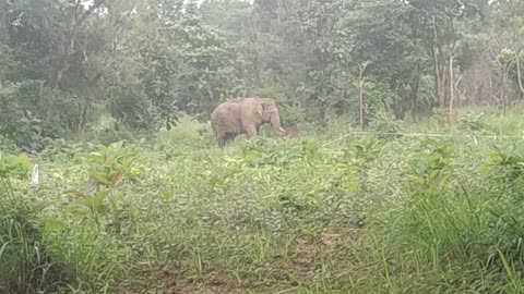 A ferocious elephant in a Galgamuwa forest reserve