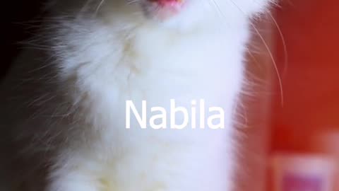 Funny cat called nabila