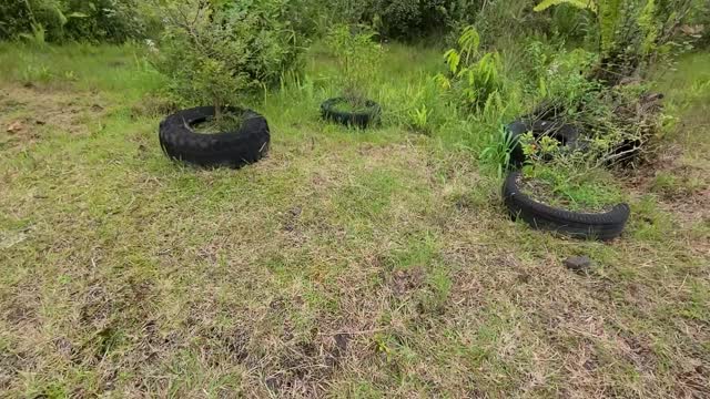 Greenhouse Cleanup & Walk About